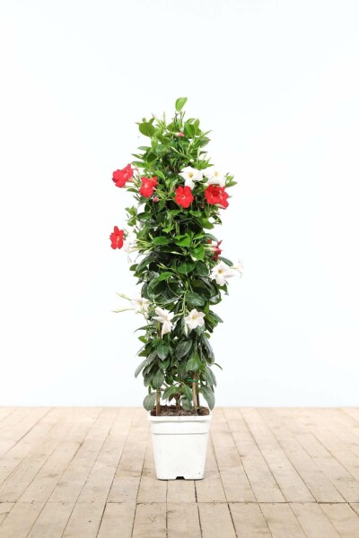 Almindelig bægerranke Mandevilla sanderi pyramide 60-70 potte Mandevilla sanderi 60-70 cm