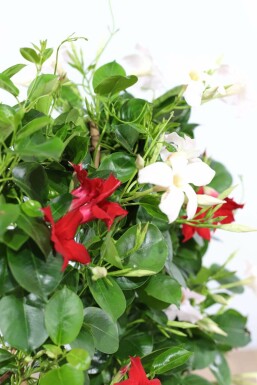 Mandevilla sanderi 60-70 cm