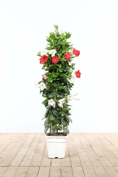 Almindelig bægerranke Mandevilla sanderi pyramide 80-100 potte Mandevilla sanderi 80-100 cm