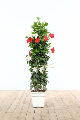 Mandevilla sanderi 80-100 cm
