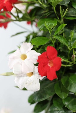 Mandevilla sanderi 80-100 cm