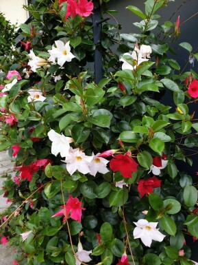 Mandevilla sanderi 80-100 cm