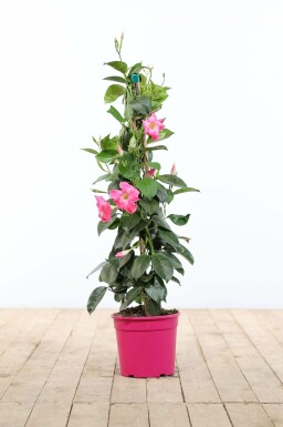 Mandevilla sanderi 100-120 cm