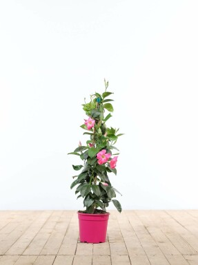 Mandevilla sanderi 35-40 cm