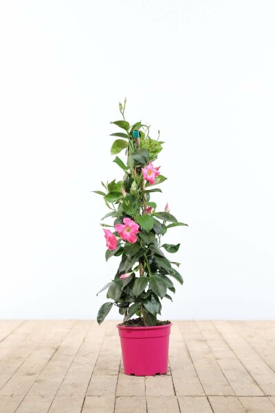 Mandevilla sanderi 60-70 cm