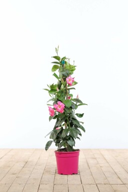 Mandevilla sanderi 60-70 cm