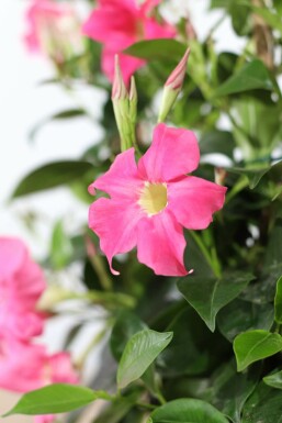 Mandevilla sanderi 60-70 cm