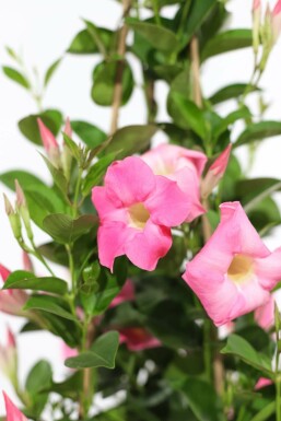 Mandevilla sanderi 60-70 cm