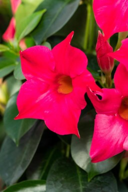 Mandevilla sanderi 60-70 cm