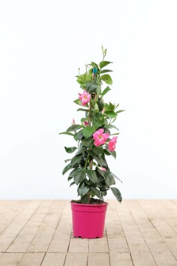 Mandevilla sanderi 80-100 cm