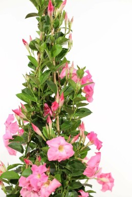Mandevilla sanderi 80-100 cm