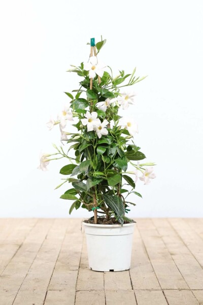 Almindelig bægerranke Mandevilla sanderi pyramide 100-120 potte Mandevilla sanderi 100-120 cm