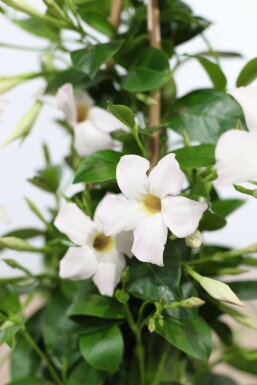 Mandevilla sanderi 100-120 cm