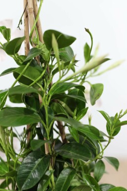 Almindelig bægerranke Mandevilla sanderi pyramide 100-120 potte Mandevilla sanderi 100-120 cm