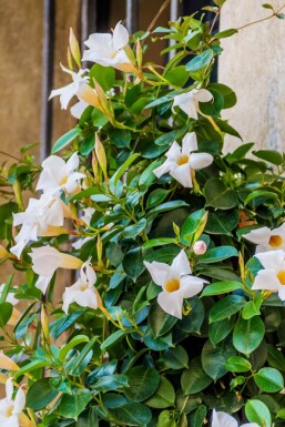 Mandevilla sanderi 100-120 cm