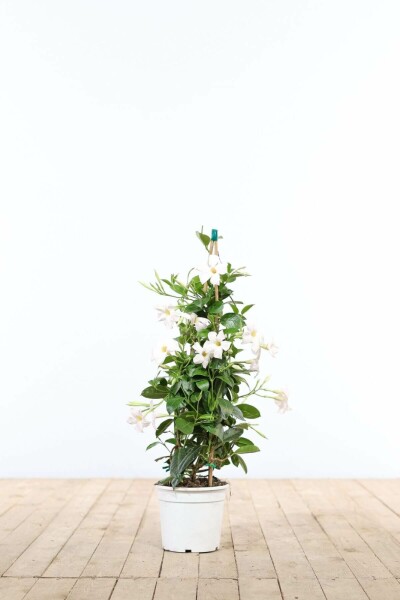 Almindelig bægerranke Mandevilla sanderi pyramide 35-40 potte Mandevilla sanderi 35-40 cm