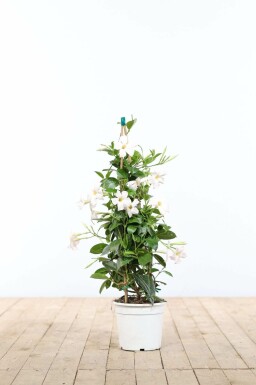 Mandevilla sanderi 60-70 cm