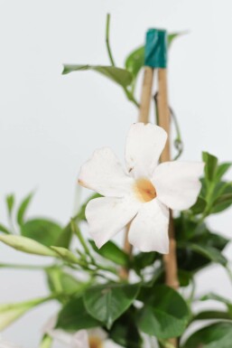 Almindelig bægerranke Mandevilla sanderi pyramide 60-70 potte Mandevilla sanderi 60-70 cm