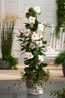 Mandevilla sanderi 60-70 cm
