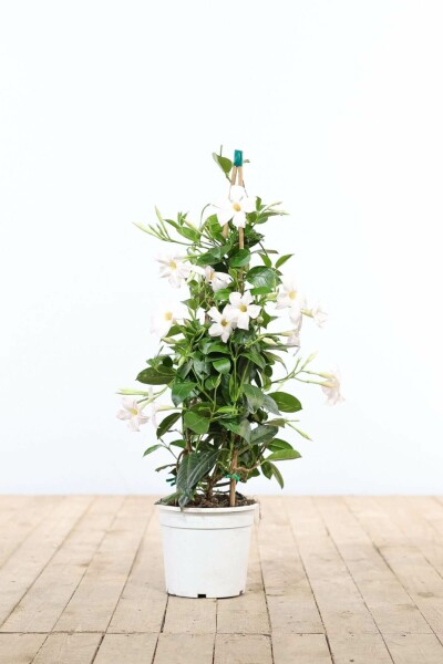 Almindelig bægerranke Mandevilla sanderi pyramide 80-100 potte Mandevilla sanderi 80-100 cm