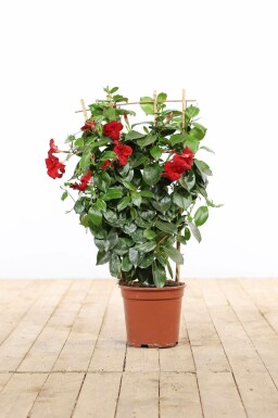 Mandevilla sanderi 35-40 cm