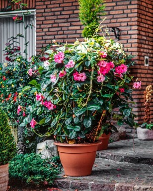Mandevilla sanderi 35-40 cm