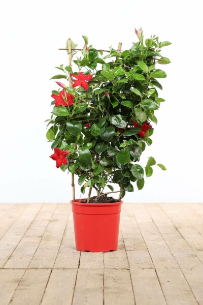 Mandevilla sanderi 60-70 cm