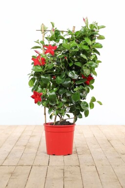 Mandevilla sanderi 60-70 cm