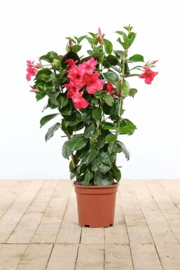 Mandevilla sanderi 35-40 cm