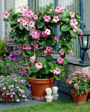 Almindelig bægerranke Mandevilla sanderi espalier 35-40 potte Mandevilla sanderi 35-40 cm