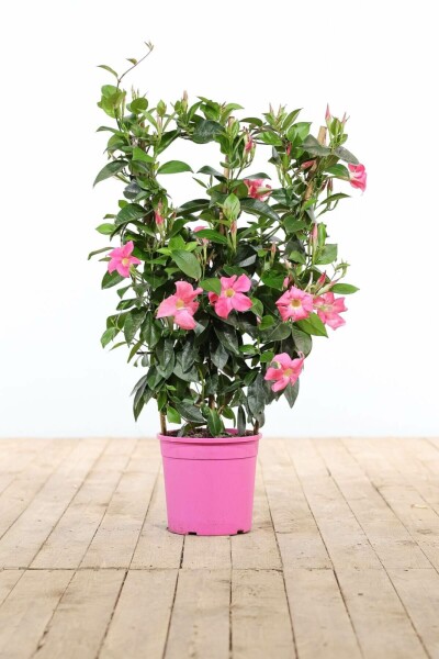 Mandevilla sanderi 60-70 cm