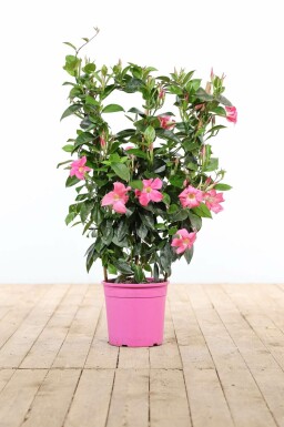 Almindelig bægerranke Mandevilla sanderi espalier 60-70 potte Mandevilla sanderi 60-70 cm