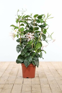 Almindelig bægerranke Mandevilla sanderi espalier 35-40 potte Mandevilla sanderi 35-40 cm