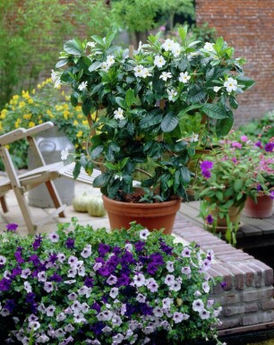 Mandevilla sanderi 35-40 cm