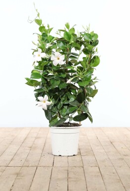 Mandevilla sanderi 60-70 cm