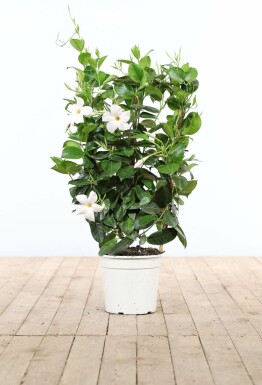 Mandevilla sanderi