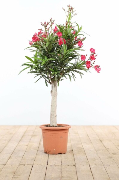 Nerie Nerium oleander med stamme 100-120 potte Nerium oleander 100-120 cm