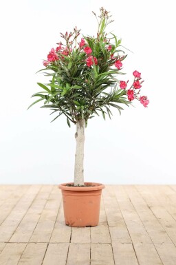 Nerium oleander 100-120 cm