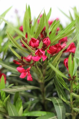 Nerie Nerium oleander med stamme 100-120 potte Nerium oleander 100-120 cm