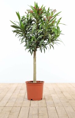 Nerie Nerium oleander med stamme 120-130 potte