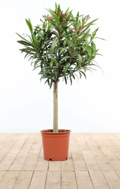Nerie Nerium oleander med stamme 120-130 potte Nerium oleander 120-130 cm
