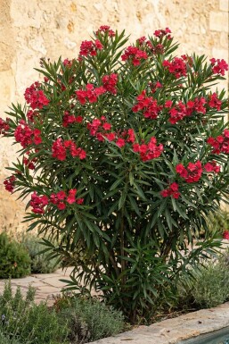 Nerium oleander 120-130 cm