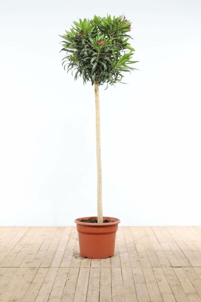 Nerie Nerium oleander med stamme 170-180 potte Nerium oleander 170-180 cm