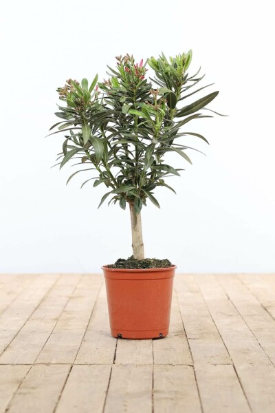 Nerie Nerium oleander med stamme 50-60 potte Nerium oleander 50-60 cm
