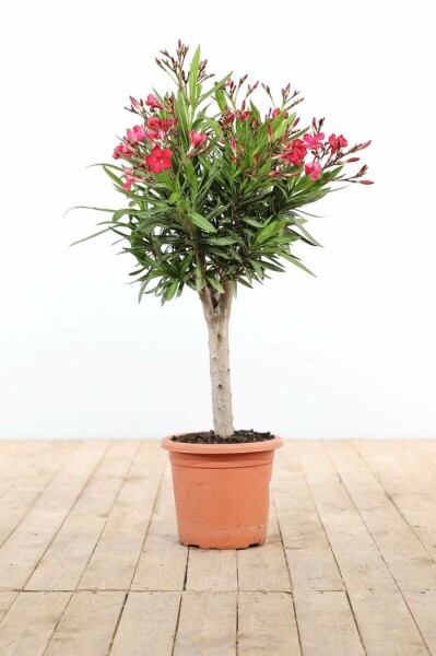 Nerie Nerium oleander med stamme 60-70 potte Nerium oleander 60-70 cm