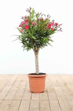 Nerium oleander