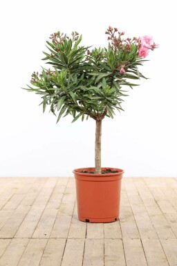 Nerie Nerium oleander med stamme 100-120 potte Nerium oleander 100-120 cm