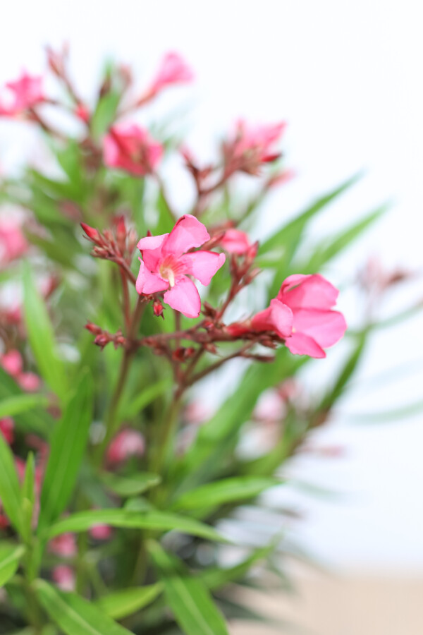 Nerie Nerium oleander med stamme 100-120 potte Nerium oleander 100-120 cm