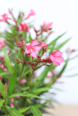 Nerie Nerium oleander med stamme 100-120 potte Nerium oleander 100-120 cm