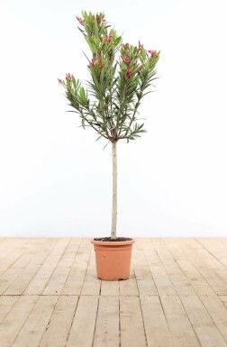 Nerie Nerium oleander med stamme 120-130 potte Nerium oleander 120-130 cm